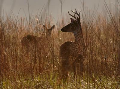 JPG C2S2 Buck Light2 DSC_2118.jpg