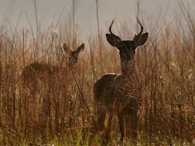 JPG 2CS Buck Light DSC_2120.jpg