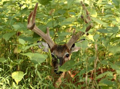 JPG CS HiddenBuck DSC_7511.jpg