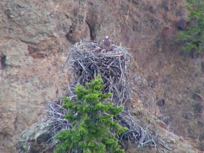 JPG CS Eagle Chicks In Nest P6236880.jpg