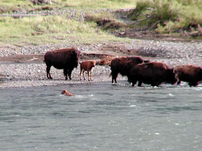 JPG CS BisonCalfSwim P6236941.jpg