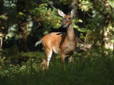 JPG CS Doe DSC_7672.jpg