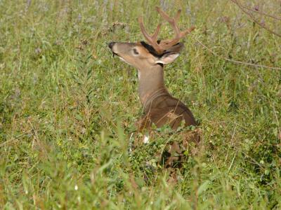JPG CS 8ptBuck2 DSC_7660.jpg