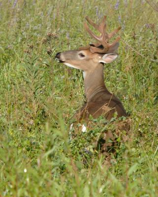 JPG CS 8ptBuck DSC_7659.jpg