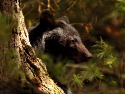 JPG CS BearHead DSC_5786.jpg
