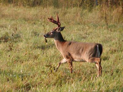 JPG CS Buck P9231288.jpg