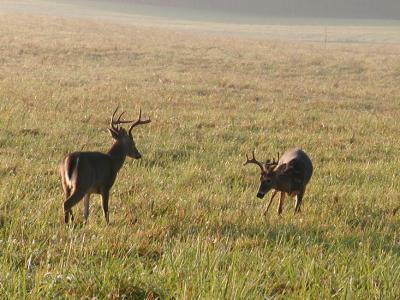 JPG CS Bucks P9231283.jpg