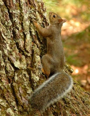 JPG CS Squirrel DSC_8006.jpg