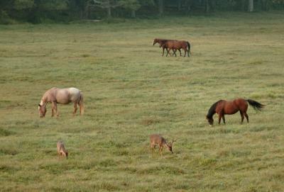 JPG CS BucksHorses DSC_7926.jpg