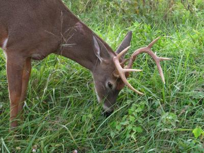 JPG CS Buck P9250144.jpg
