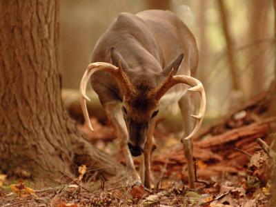 JPG CS 2BuckArt DSC_8171.jpg