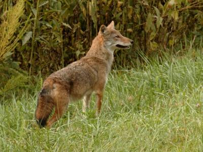 JPG 2CS a2Coyote DSC_8130.jpg