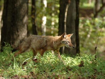 JPG CS Coyote1 DSC_8238.jpg