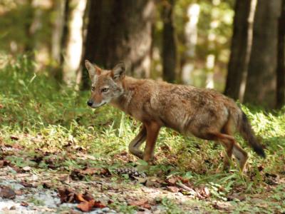 JPG CS Coyote2 DSC_8240.jpg