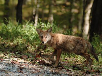 JPG CS Coyote3 DSC_8241.jpg