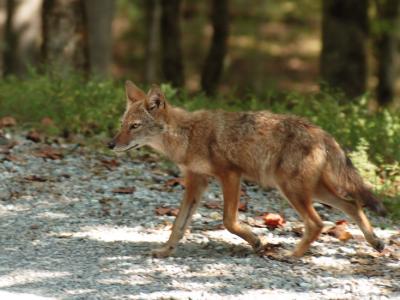 JPG CS Coyote5 DSC_8243.jpg