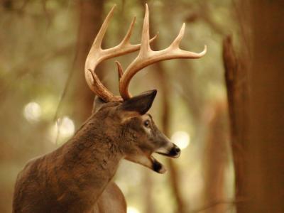 JPG B2C2Sa Buck2 DSC_8175.jpg