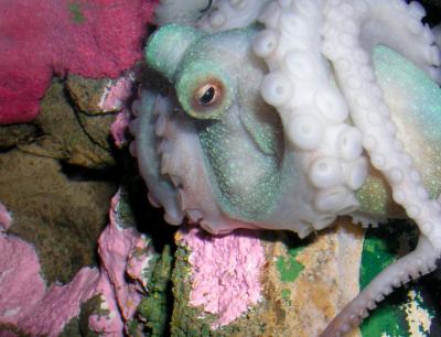 JPG 2CS Octopus PA080251.jpg