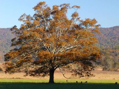 JPG 2CS 2DeerTree PB021696.jpg