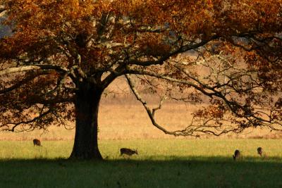 JPG CS MafTreeDeer DSC_8882.jpg