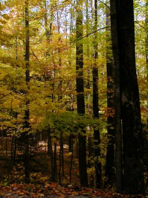 JPG CS Forest PB051751.jpg
