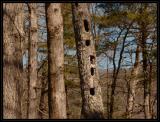 JPG CSB WoodPecker Tree DSC_0282.jpg