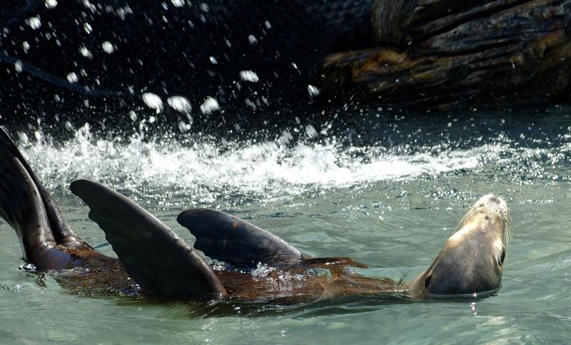 This is the new exhibit.  And a backstroke.