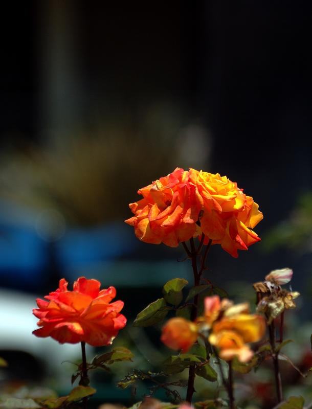 DSC_8139.jpg