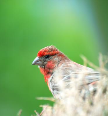 DSC_6727.jpg