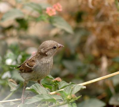 DSC_6906.jpg