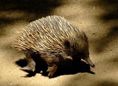 This is a hedgehog