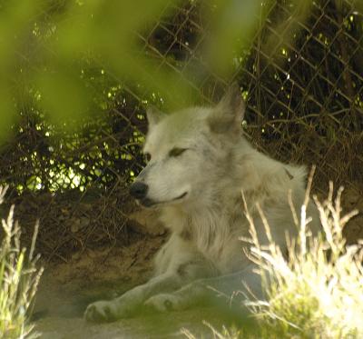 This is a wolf, a long way off.  Sure looks cute.