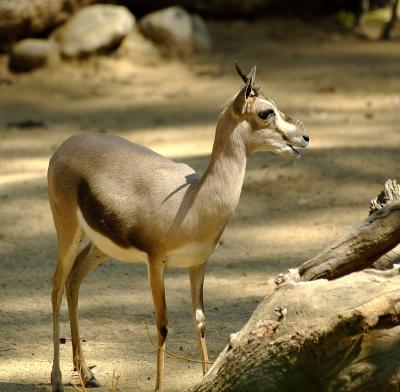 I think this is a gazelle.  It was sure pretty.