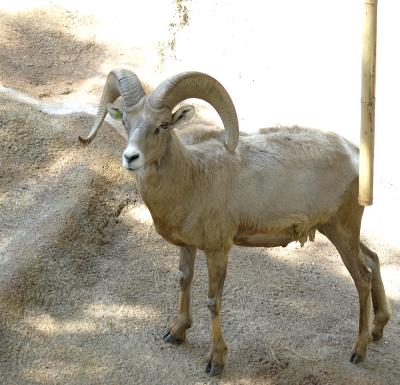 An L.A. ram.  I was sure they were extinct.