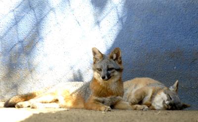 These are island foxes.  I think they're from the Channel Islands