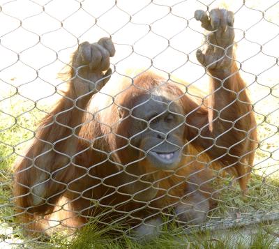 This is a red ape.