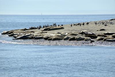 This little island is full of seals