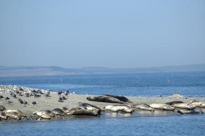 The big guys are elephant seals