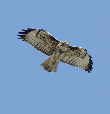 the_red_tailed_hawk_of_santa_monica