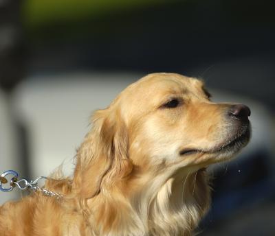 What a noble bearing.