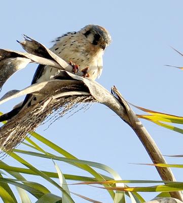 these are the smallest falcons