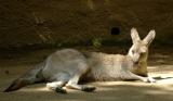 It was a hot day.  The kangaroos were all pooped