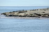 This little island is full of seals