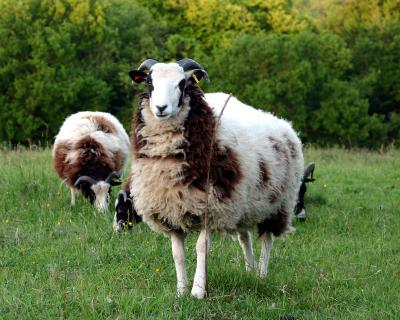 Rams