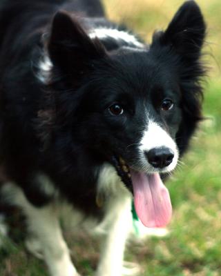 v3/78/397278/3/45668164.044dogo.jpg