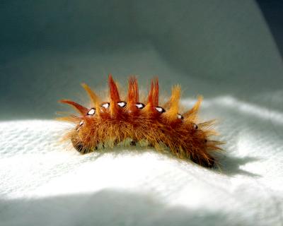 Fluffy