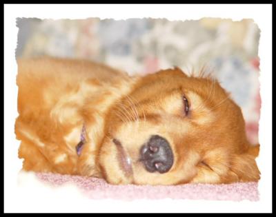 Sammy sleeping
