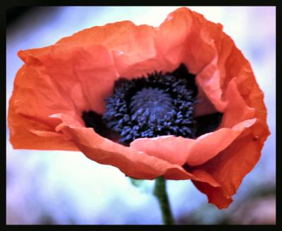 NAGs' poppy