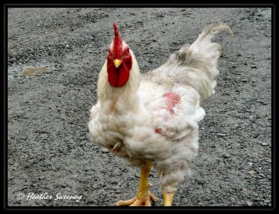 Attack Rooster