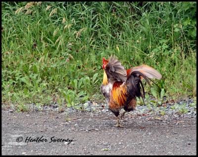 Original roadside rooster ...
